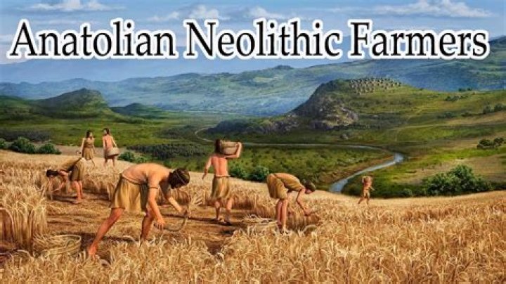 When do anatolians go into heat?