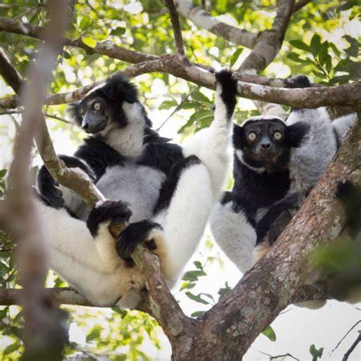 When do indri mate?
