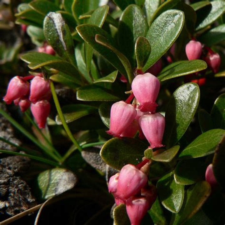 When to prune kinnikinnick?