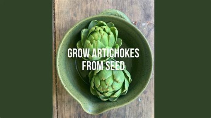 When to start artichoke seeds?