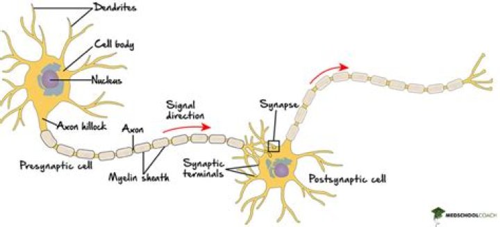 Where are the most neurons located?