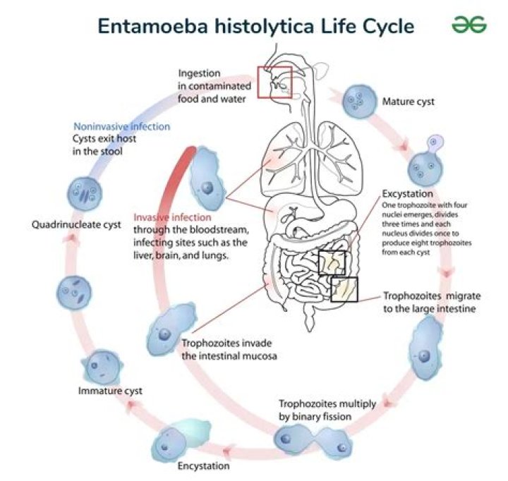 Where do entamoeba histolytica live?