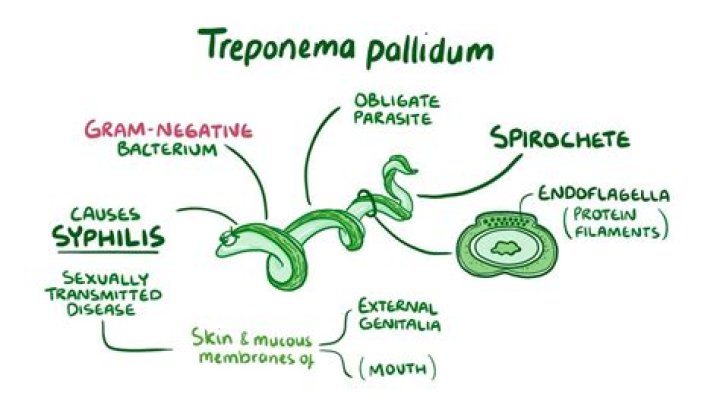 Where does treponema pallidum come from?