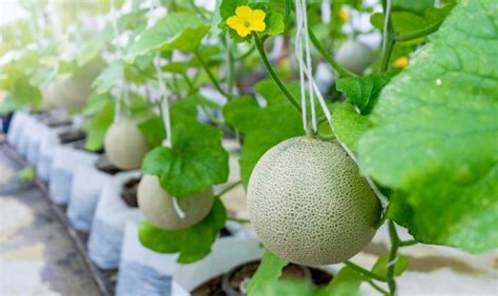 Where honeydew melons grow?