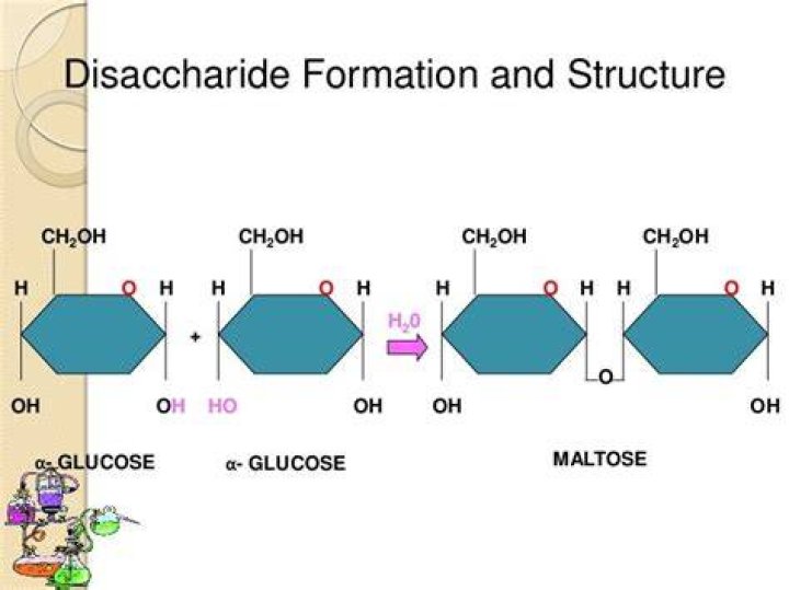 Where is disaccharidase made?