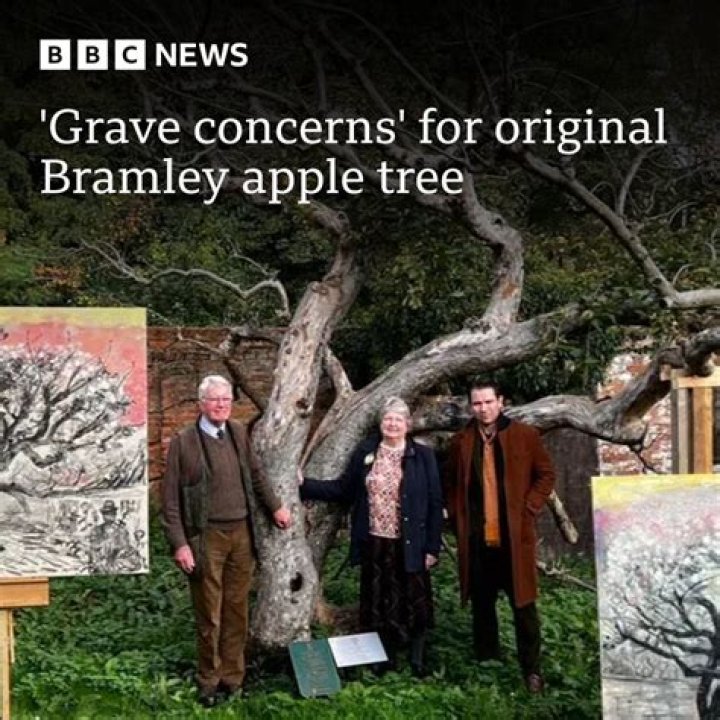 Where is the original bramley apple tree?