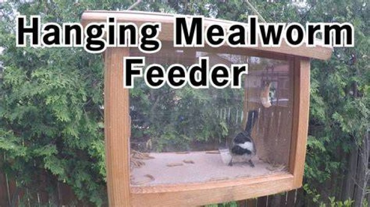Where to hang mealworm feeder?