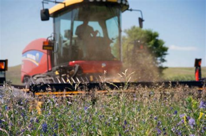 Which alfalfa cutting is best?