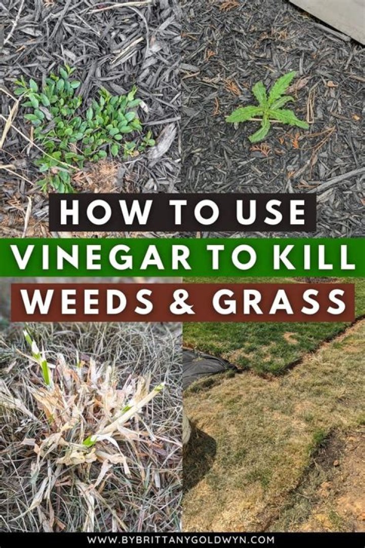 Which vinegar is best for killing grass?