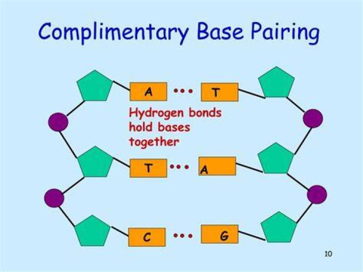 Why are bases complementary?