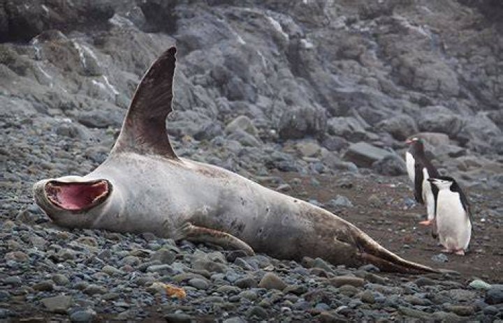 Why are leopard seals so scary?