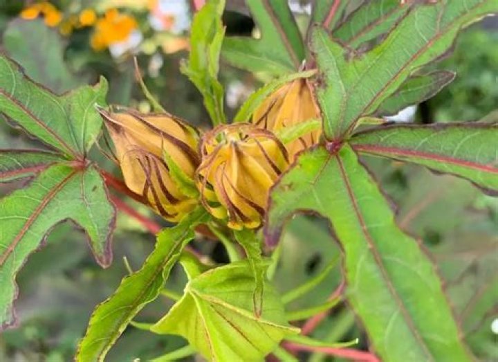 Why are my hibiscus dying?