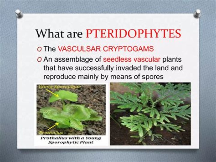 Why are pteridophytes described as botanical snakes?