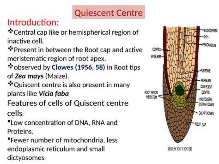 Why quiescent centre is important?