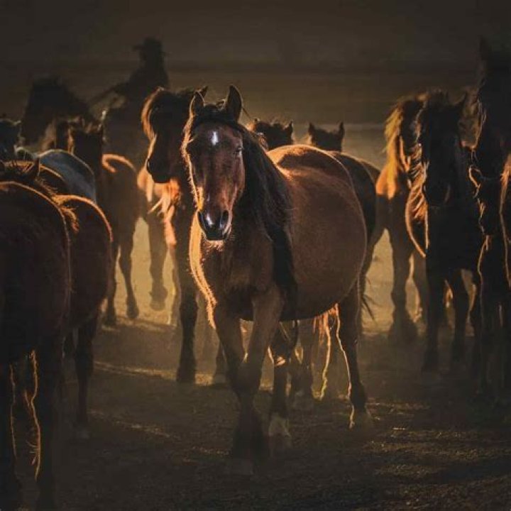 Will osage orange hurt horses?