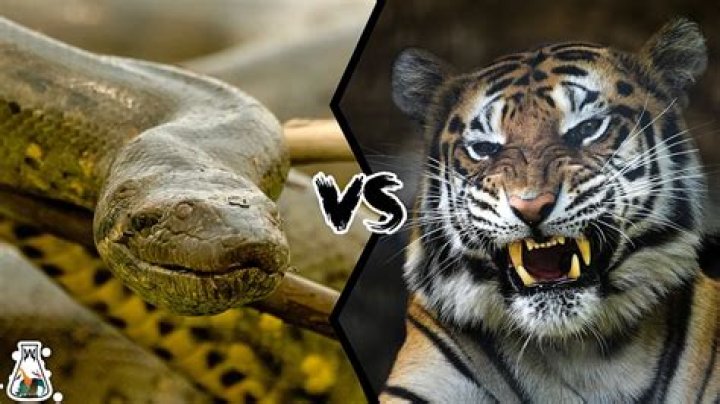 Will tigers eat anacondas?